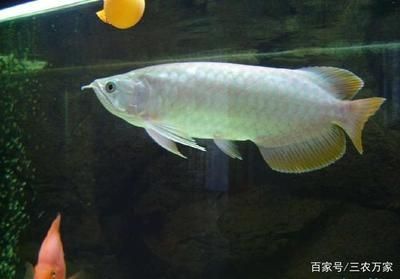 最貴的龍魚(目前市場上最貴的龍魚及種及其價格范圍)