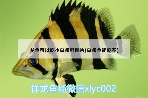 龍魚吃白條魚好嗎怎么喂（白條魚可以作為龍魚的食物嗎）
