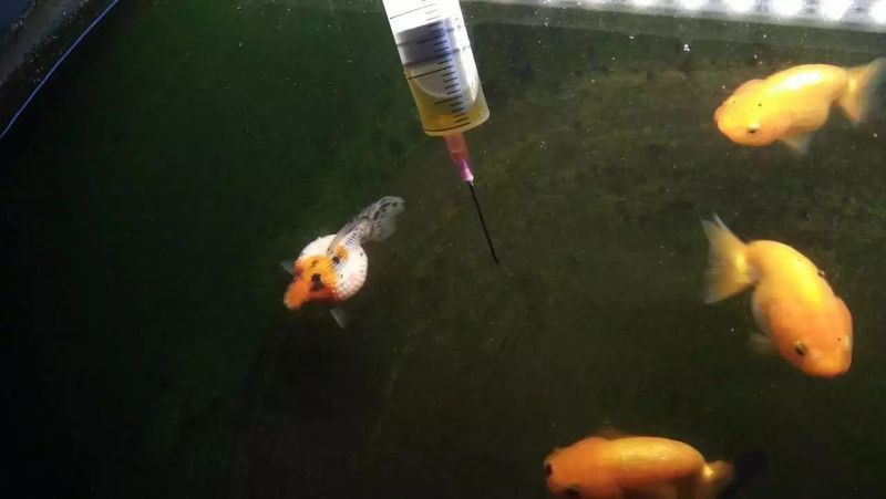 瑪豆的水族產品怎么樣