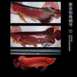 藍底紅龍魚的價格高嗎？：藍底紅龍魚的價值