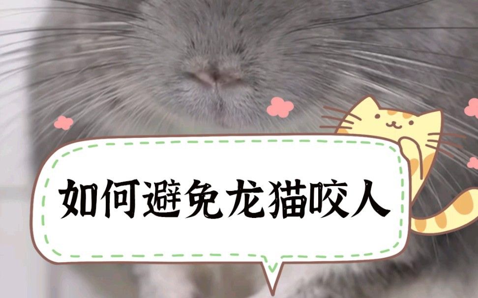 如何預防龍貓再次咬人？