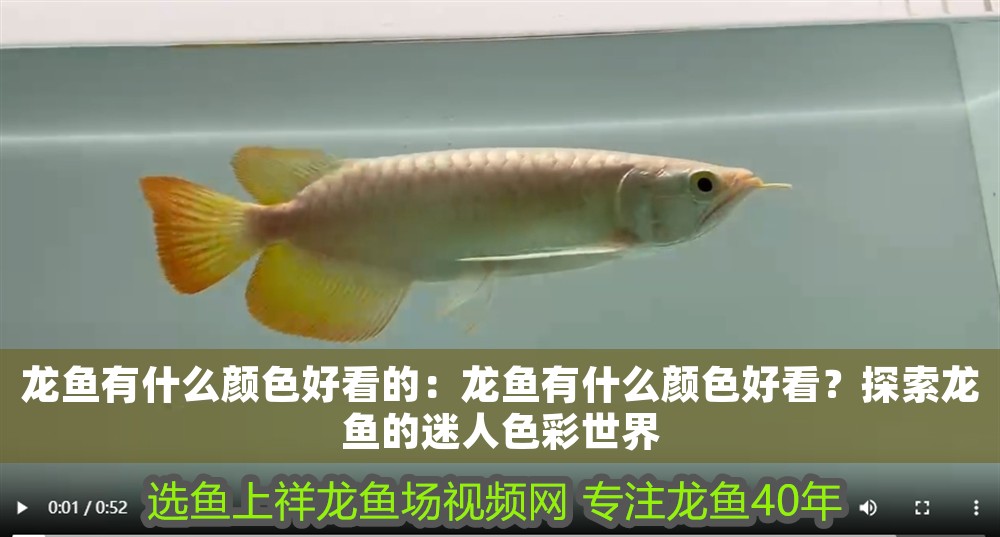 龍魚有什么顏色好看的：龍魚有什么顏色好看？探索龍魚的迷人色彩世界