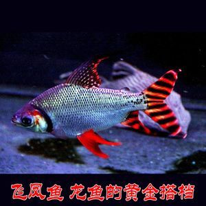 飛鳳魚苗（飛鳳魚苗日常護(hù)理要點(diǎn)飛鳳魚苗的養(yǎng)殖需要注意以下幾點(diǎn)）