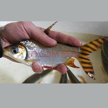 飛鳳魚苗（飛鳳魚苗日常護(hù)理要點(diǎn)飛鳳魚苗的養(yǎng)殖需要注意以下幾點(diǎn)）