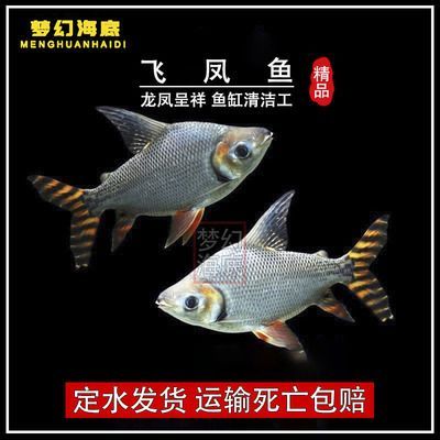 飛鳳魚苗（飛鳳魚苗日常護(hù)理要點(diǎn)飛鳳魚苗的養(yǎng)殖需要注意以下幾點(diǎn)）