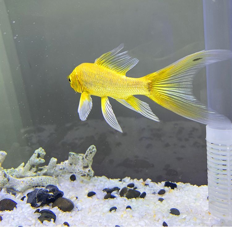 如何判斷龍鳳鯉魚健康狀態：如何判斷龍鳳鯉魚的健康狀態