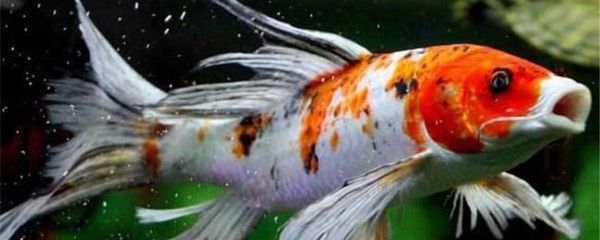 如何判斷龍鳳鯉魚健康狀態：如何判斷龍鳳鯉魚的健康狀態