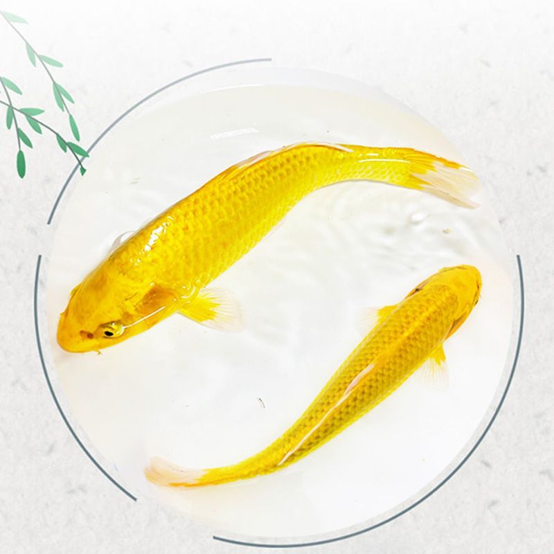 如何判斷龍鳳鯉魚健康狀態：如何判斷龍鳳鯉魚的健康狀態