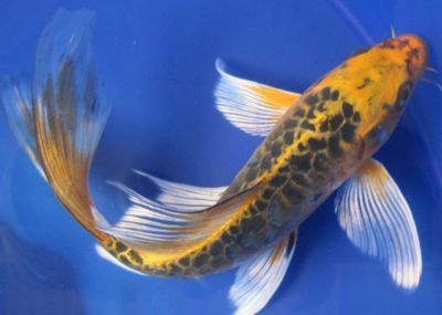 如何判斷龍鳳鯉魚健康狀態：如何判斷龍鳳鯉魚的健康狀態