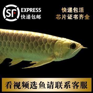 金龍魚可以寄快遞么：金龍魚可以寄快遞么，