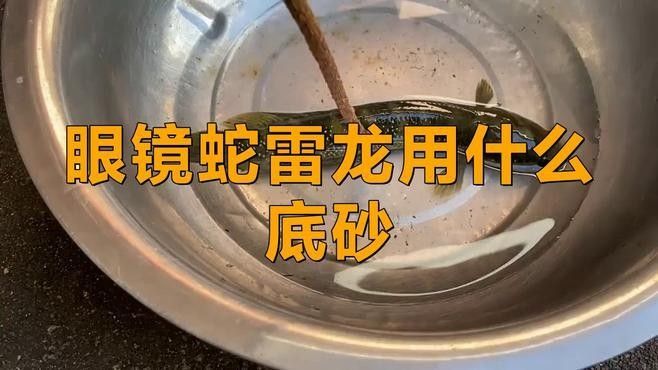 雷龍魚底砂的選擇