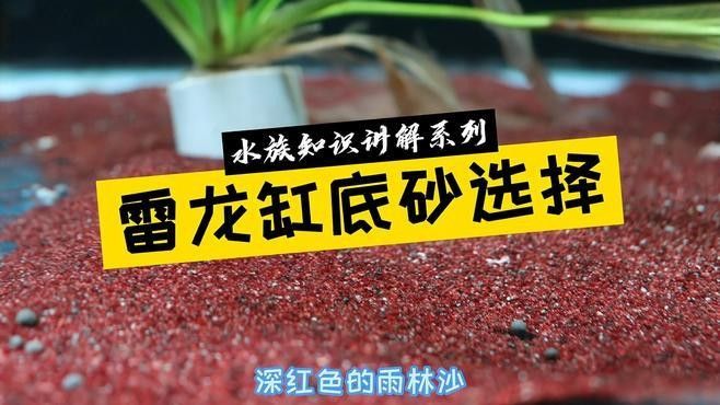 雷龍魚底砂的選擇