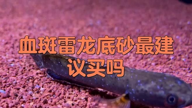 雷龍魚底砂的選擇