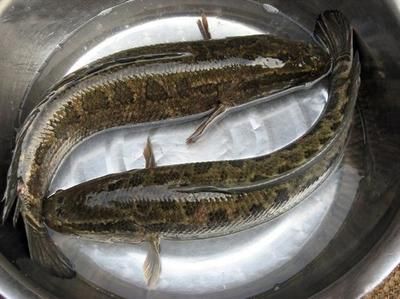 雷龍魚怎么做：制作雷龍魚的基本步驟
