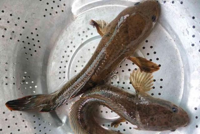 雷龍魚怎么做：制作雷龍魚的基本步驟