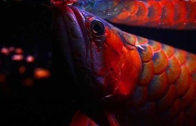 紅龍魚幼魚用什么背景飼養(yǎng)好？（紅龍魚幼魚的飼養(yǎng)背景選擇）