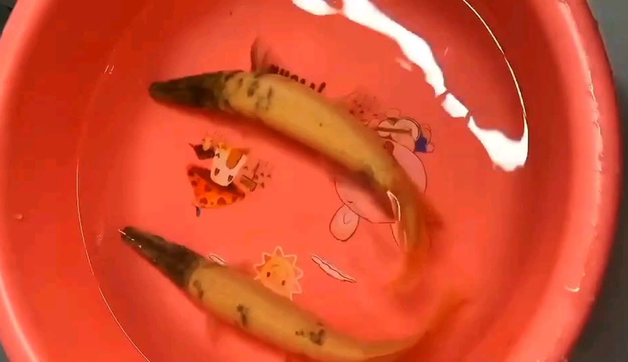 幽靈火箭魚色素細胞功能：幽靈火箭魚體色變化的生理基礎