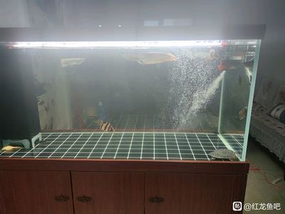 龍魚老是躲在出水口的原因（為什么龍魚老是躲在出水口？）