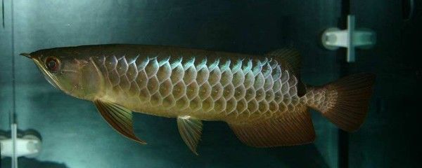 飼養(yǎng)金龍魚(yú)需要放鹽嘛？：金龍魚(yú)飼養(yǎng)是否需要常規(guī)放鹽，金龍魚(yú)飼養(yǎng)注意事項(xiàng)