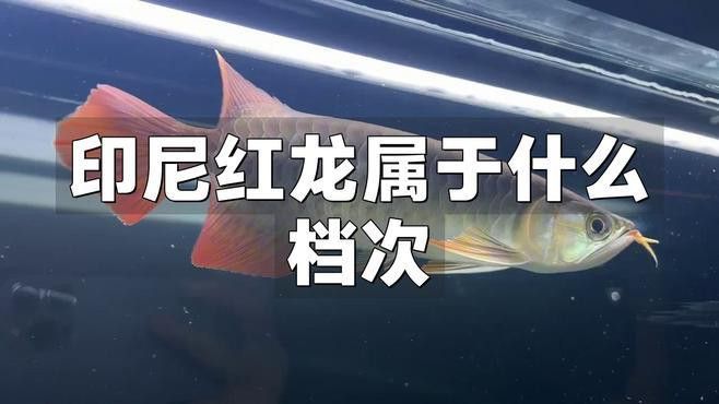 紅龍魚和過背金龍魚哪個更名貴？