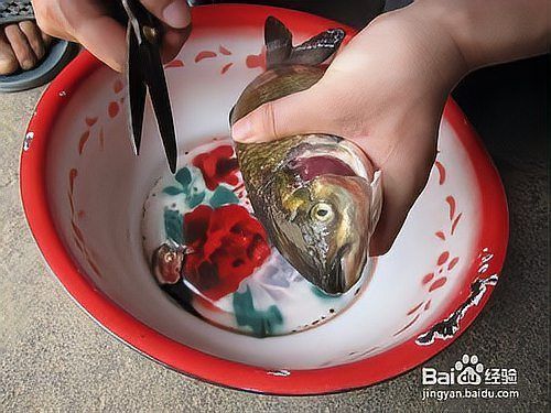 如何預防龍魚鰓蓋爛洞？