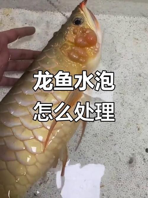 龍魚感冒癥狀圖解