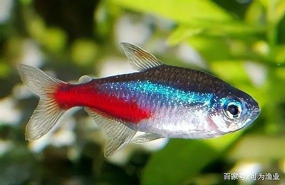龍魚感冒癥狀圖解