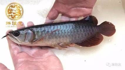 為什么都養(yǎng)龍魚呢：為什么很多人喜歡養(yǎng)龍魚？ 為什么都養(yǎng)龍魚呢：為什么很多人喜歡養(yǎng)龍魚？ 龍魚百科 第3張