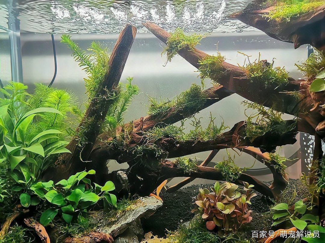 金苔鼠要死前兆 龍魚百科 第2張 金苔鼠要死前兆 金苔鼠要死前兆 龍魚百科 第2張
