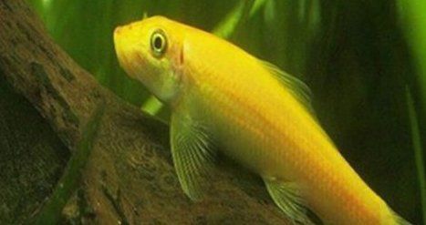 金苔鼠要死前兆 龍魚百科 第1張 金苔鼠要死前兆 金苔鼠要死前兆 龍魚百科 第1張
