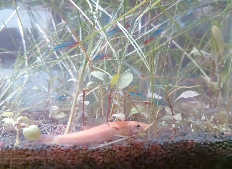 金苔鼠要死前兆 龍魚百科 第8張 金苔鼠要死前兆 金苔鼠要死前兆 龍魚百科 第8張