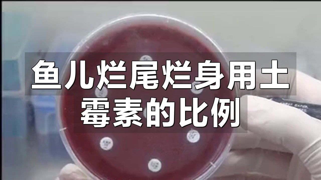 龍魚爛鰭爛尾用什么藥好使