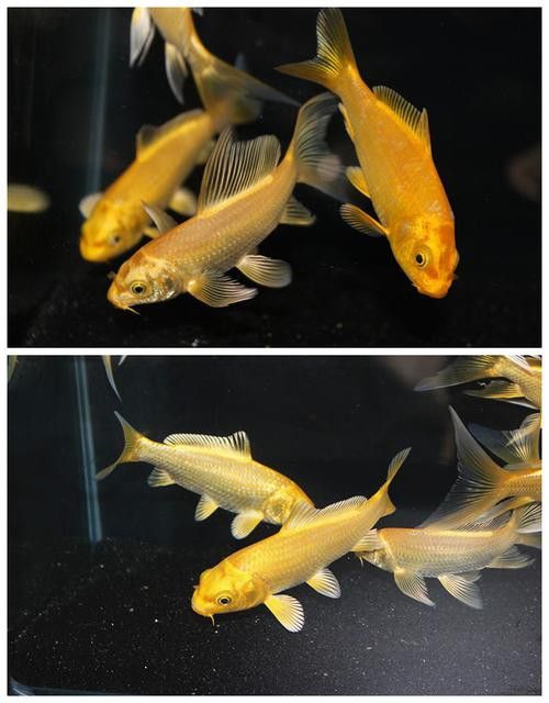如何選擇健康的龍鳳魚？
