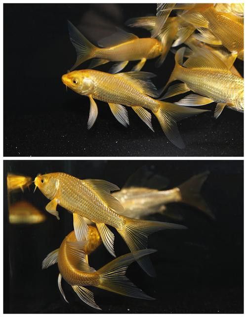 如何選擇健康的龍鳳魚？