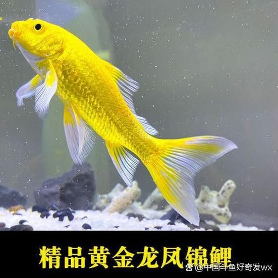 如何選擇健康的龍鳳魚？