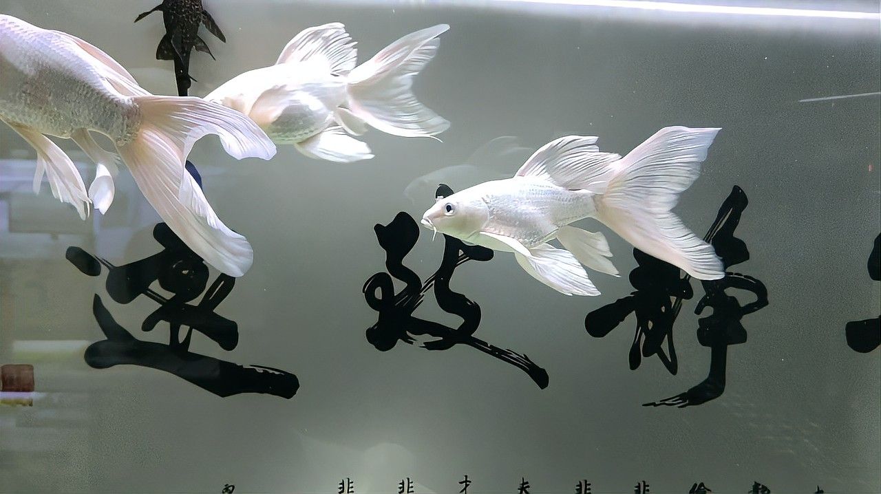 如何選擇健康的龍鳳魚？