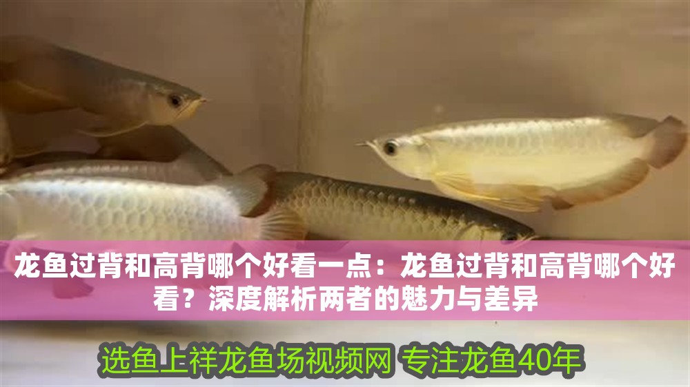龍魚(yú)過(guò)背和高背哪個(gè)好看一點(diǎn)：龍魚(yú)過(guò)背和高背哪個(gè)好看？深度解析兩者的魅力與差異