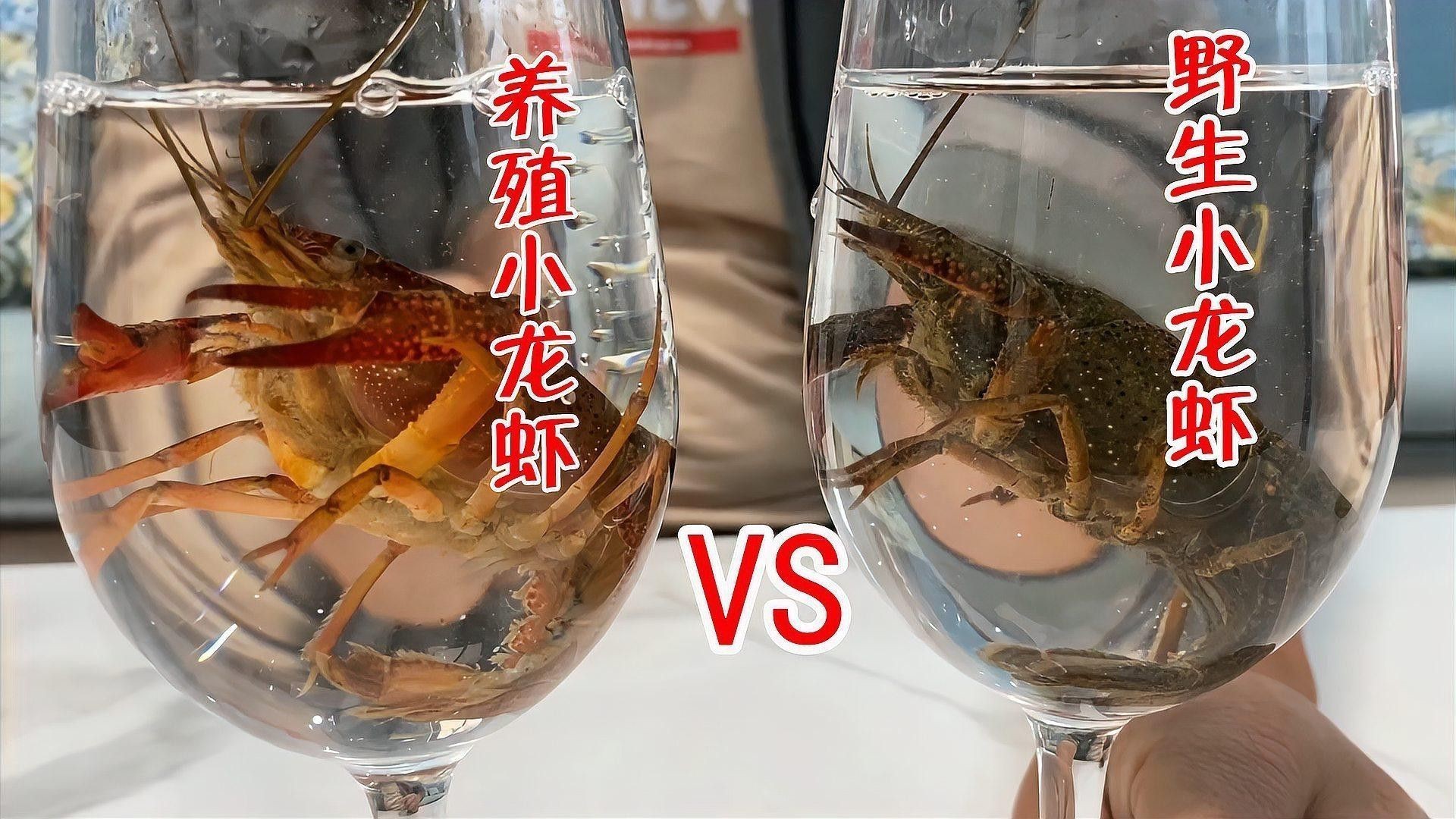 如何區分養殖和野生龍蝦？