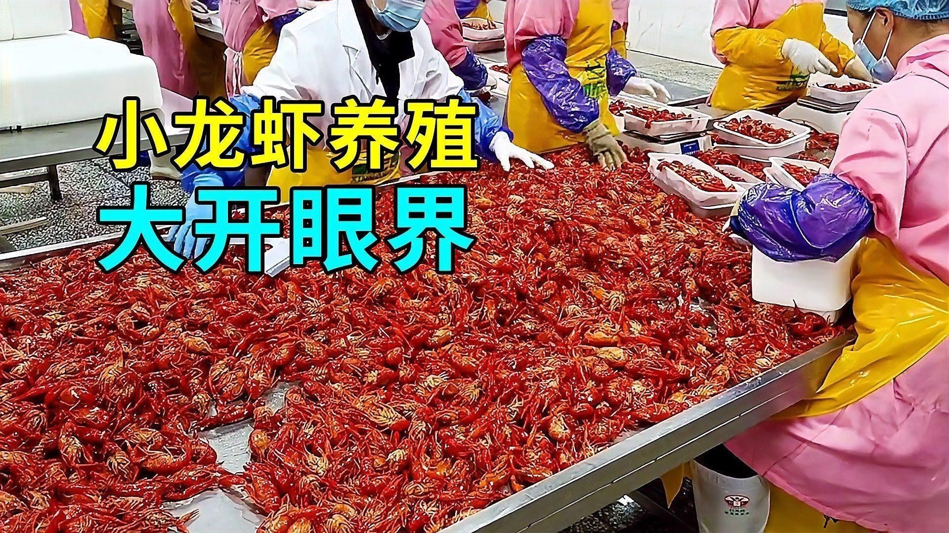 如何區分養殖和野生龍蝦？