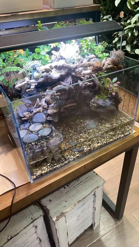 混養(yǎng)過程中如何減少沖突？