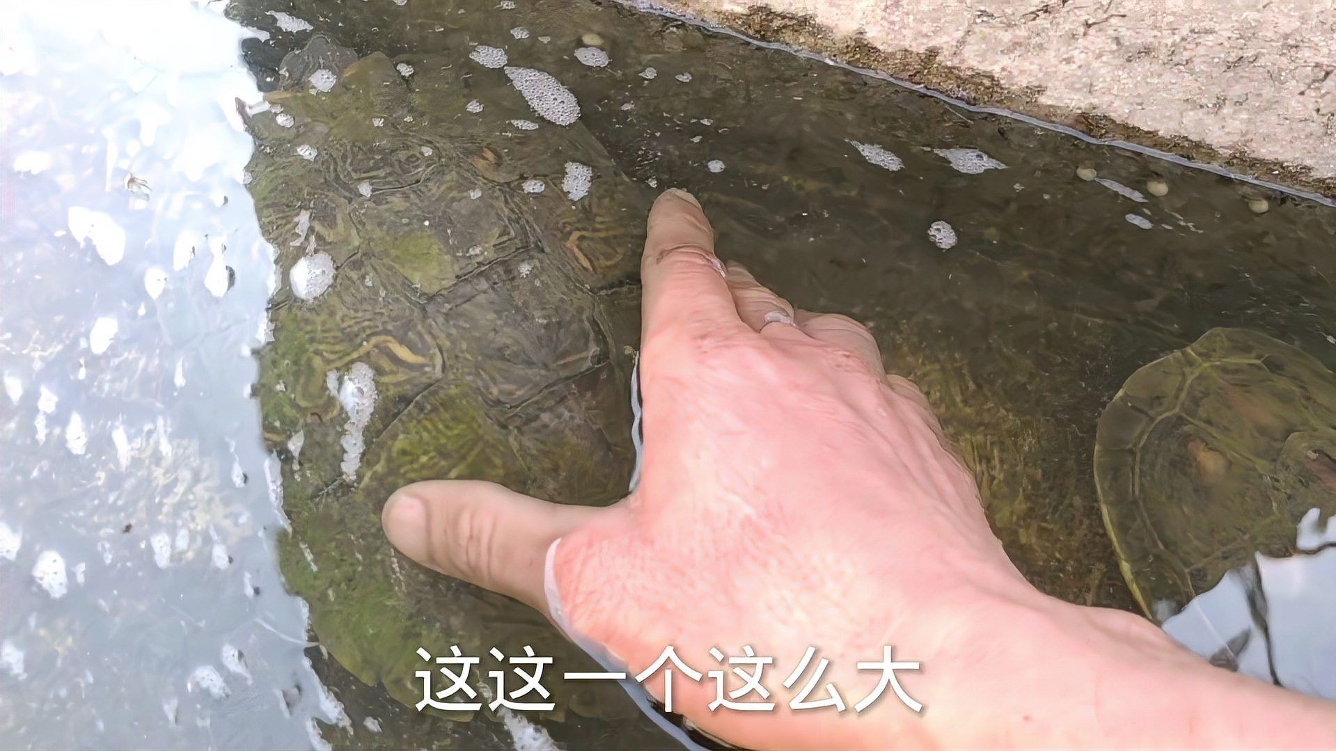 混養(yǎng)過程中如何減少沖突？