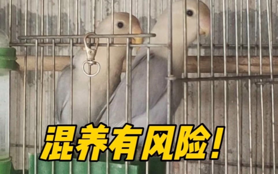 混養(yǎng)過程中如何減少沖突？