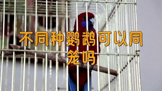 混養(yǎng)過程中如何減少沖突？