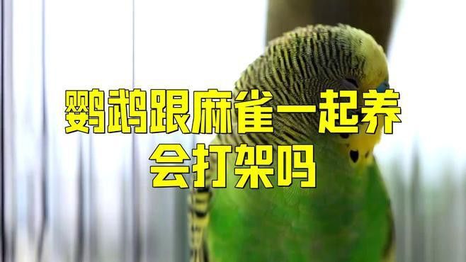 混養(yǎng)過程中如何減少沖突？