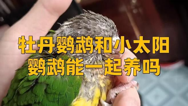 混養(yǎng)過程中如何減少沖突？