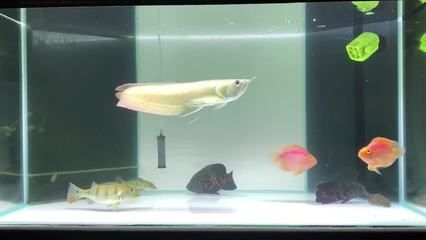 銀龍魚苗成長期換水頻率：銀龍魚苗在成長期的換水頻率應(yīng)該根據(jù)季節(jié)的變化進行調(diào)整