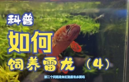 雷龍魚養(yǎng)2只會(huì)打架嗎