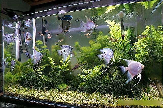 魚(yú)擺件多久需要清洗一次？