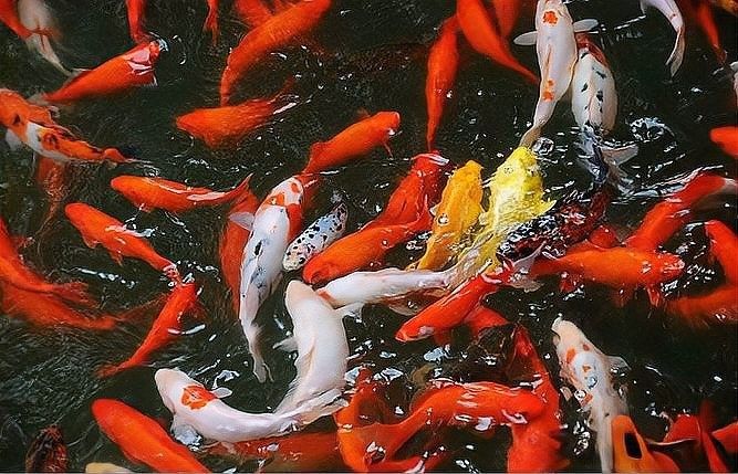 銀龍魚身上發(fā)紅怎么回事圖片