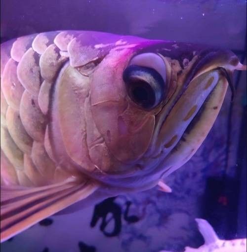 銀龍魚身上發(fā)紅怎么回事圖片